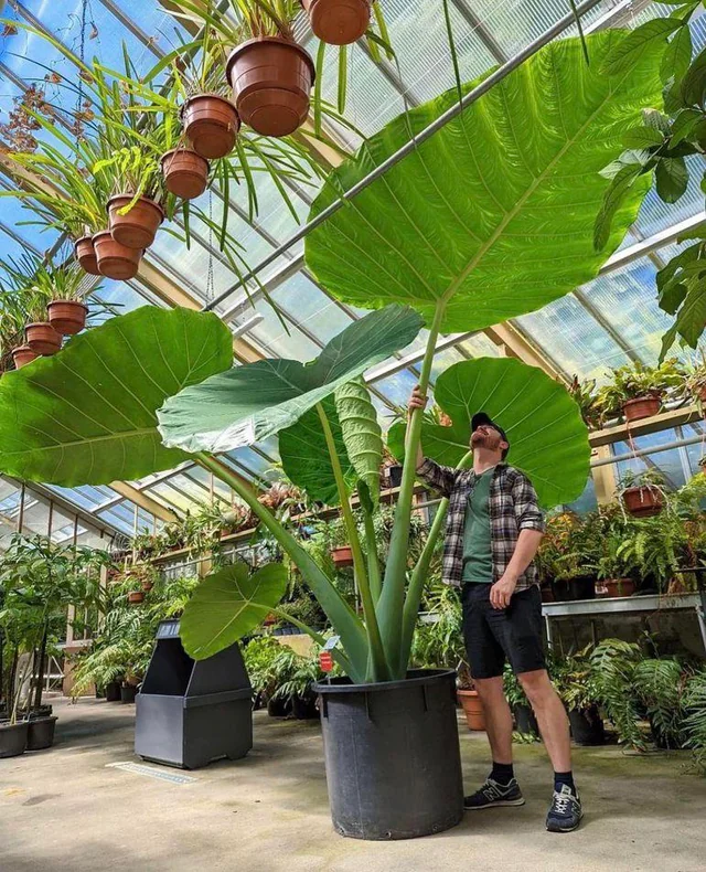 this-elephant-ears-plant-at-a-plant-store-v0-vb2itb0qy6g91